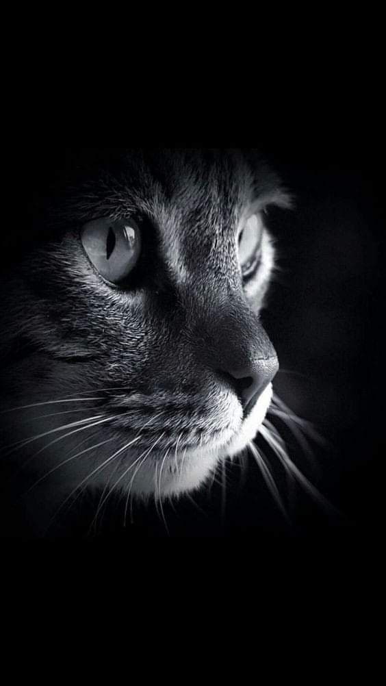 Cat Photography